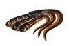 Picture of Fox Rage Slick Eel 21cm